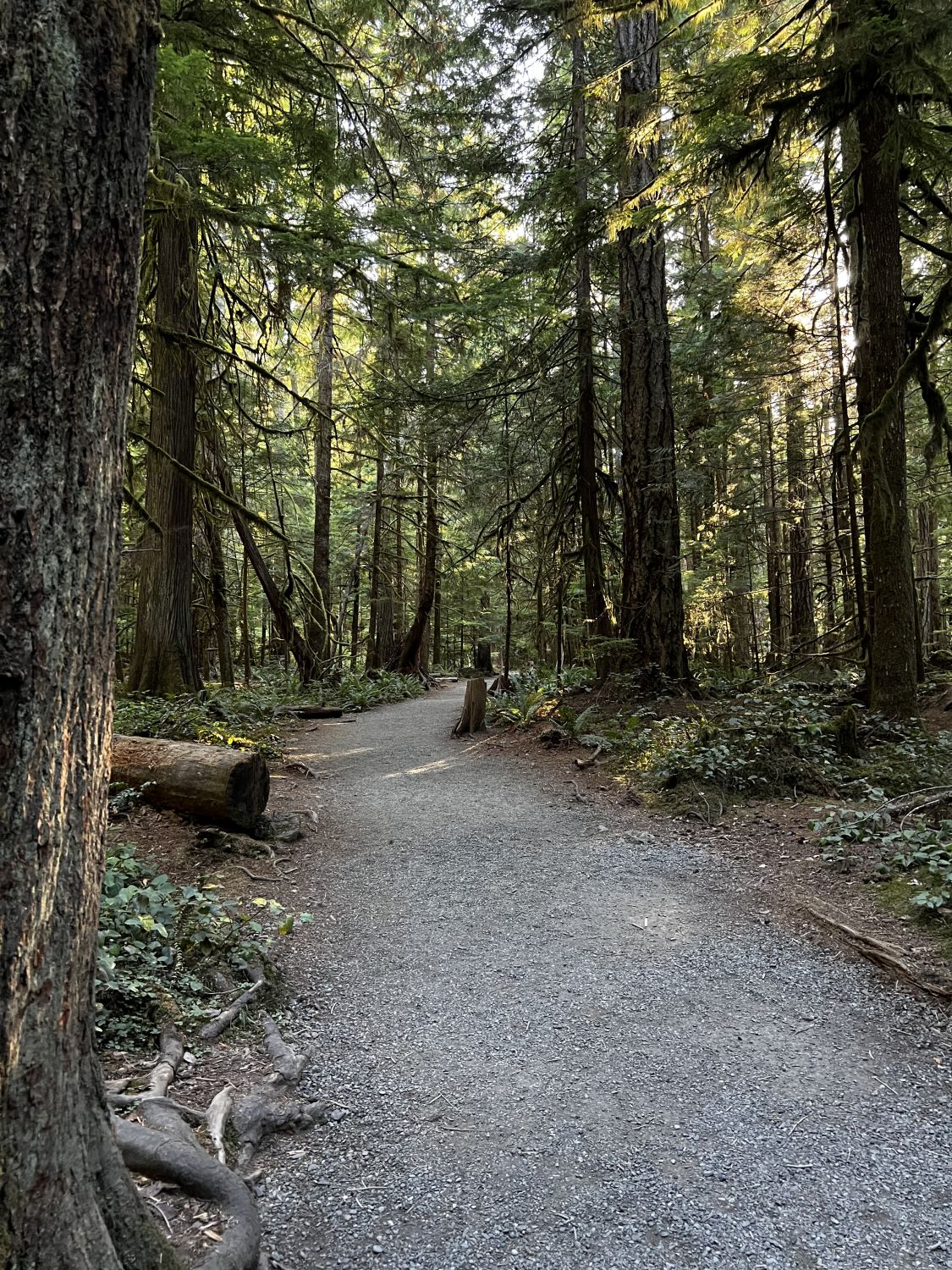 Olympic NP 